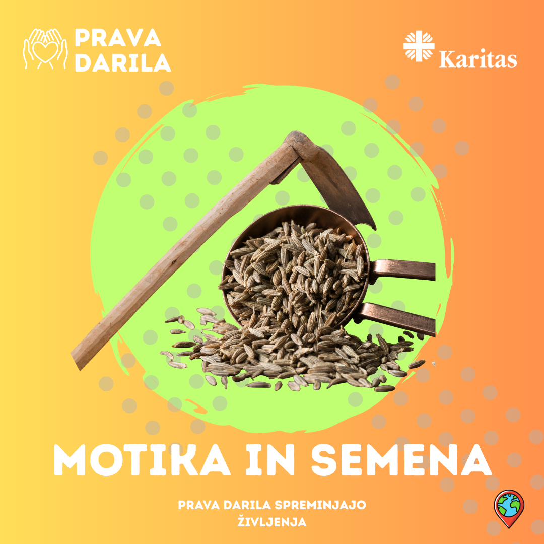 Motika v semenu
